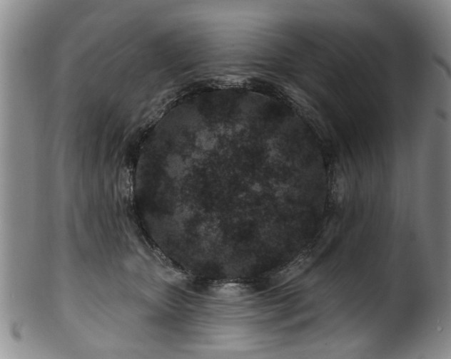 X0000100360467200806061142