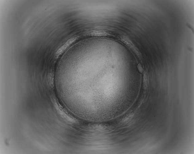 X0000100360533200806061140