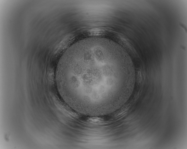 X0000100360557200806061141