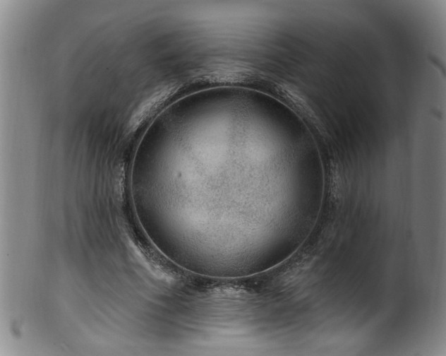 X0000100360586200806061140