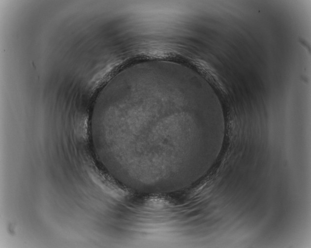 X0000100360596200806061140