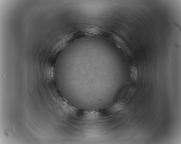 X0000100360621200806061139