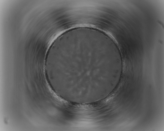 X0000100360895200806061135