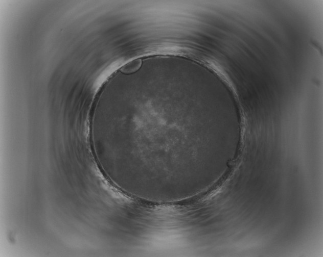 X0000100360944200806061135