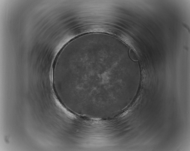 X0000100361084200806061132