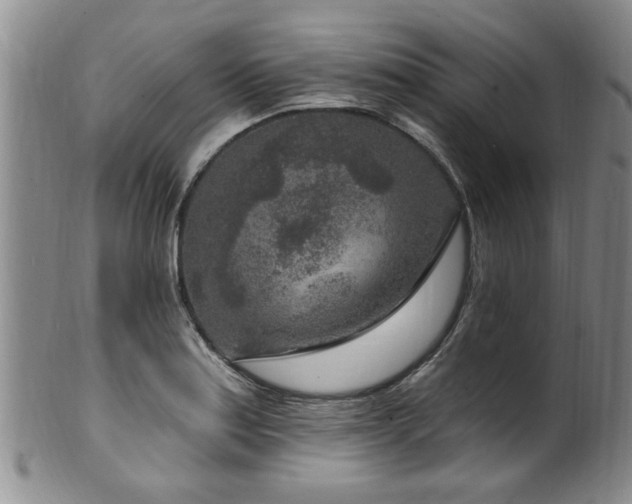 X0000100361179200806061131