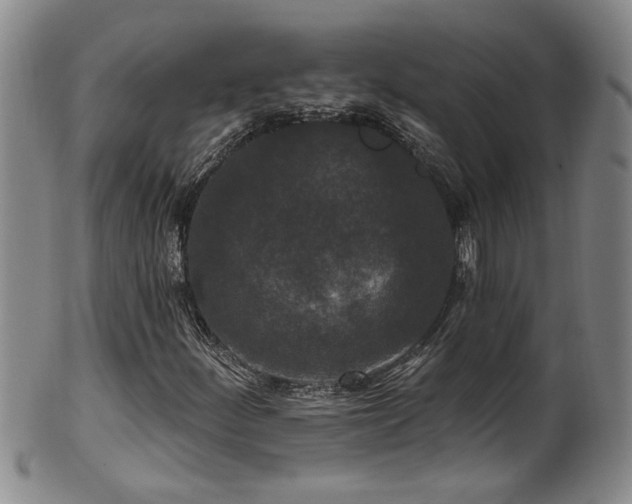 X0000100361252200806061130