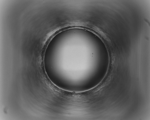 X0000100361264200806061130