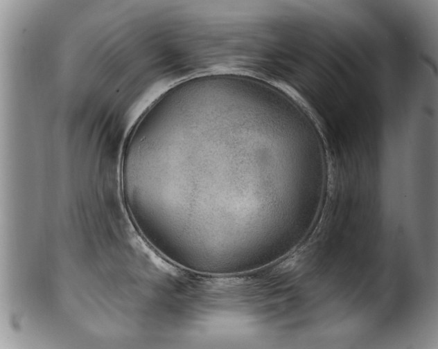 X0000100361294200806061129