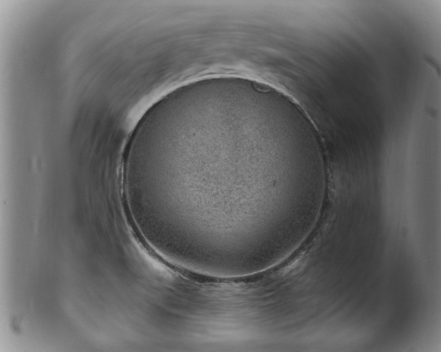 X0000100361519200806061125