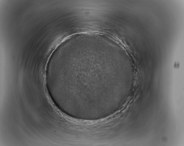 X0000100360002200806131025