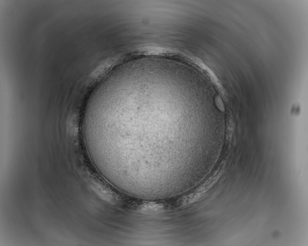 X0000100360257200806131021