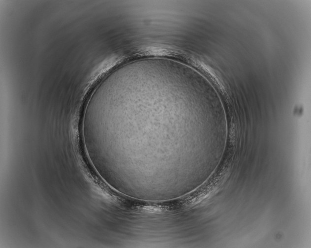 X0000100360394200806131019