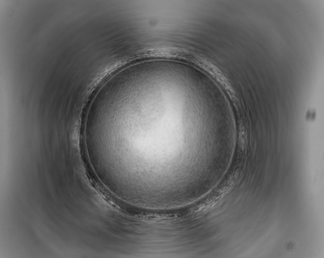 X0000100360434200806131018