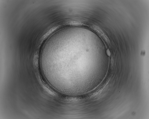 X0000100360533200806131017