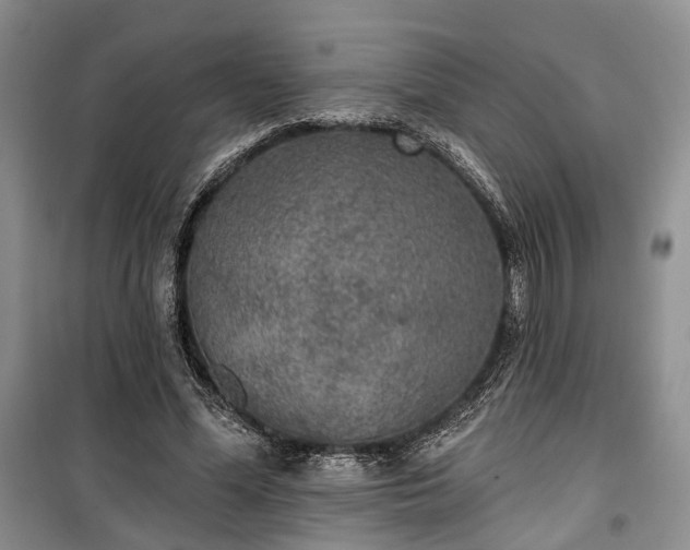 X0000100360588200806131017