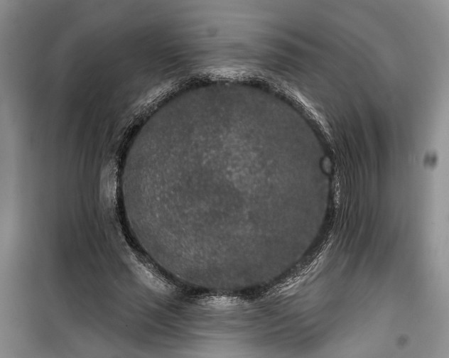 X0000100360637200806131016