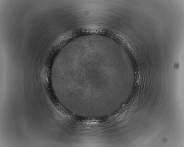 X0000100360643200806131016