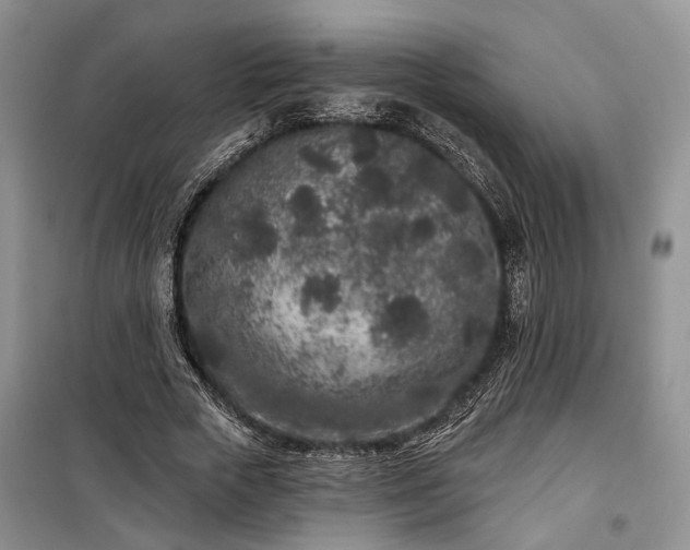 X0000100360729200806131014