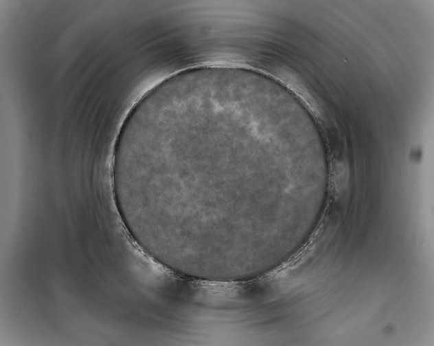 X0000100360856200806131013