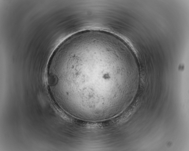 X0000100360887200806131012