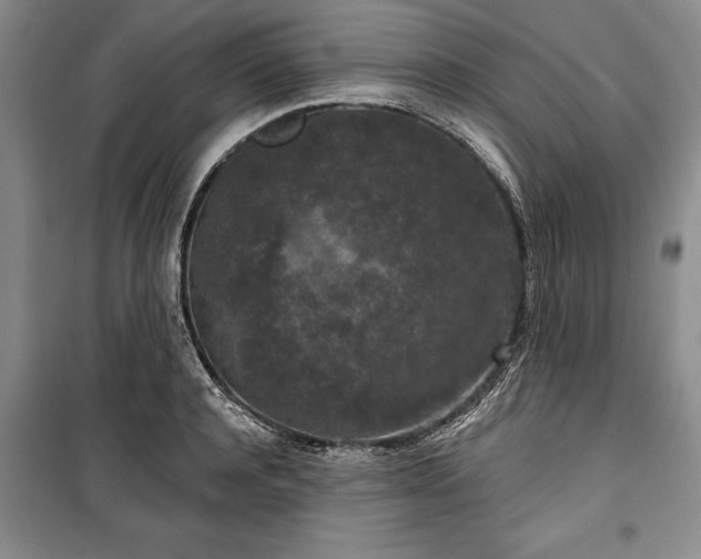 X0000100360944200806131012