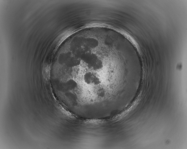 X0000100360953200806131012