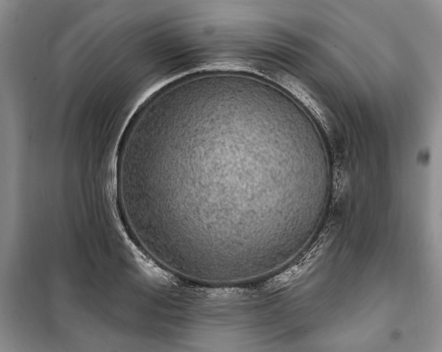 X0000100360988200806131011