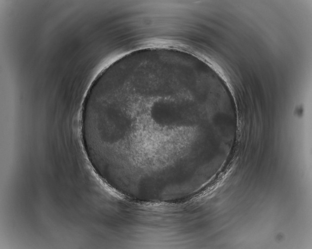 X0000100361045200806131010