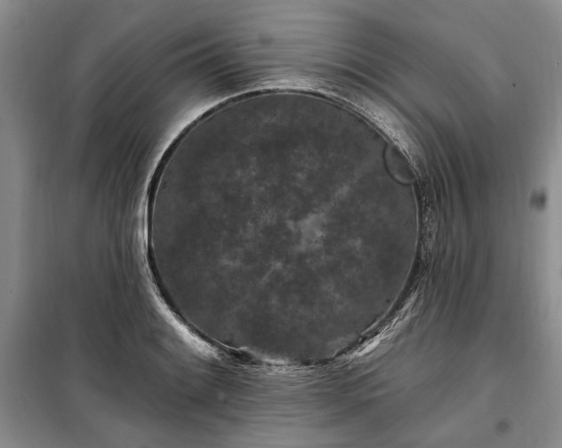 X0000100361084200806131010