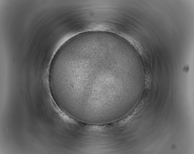 X0000100361086200806131010