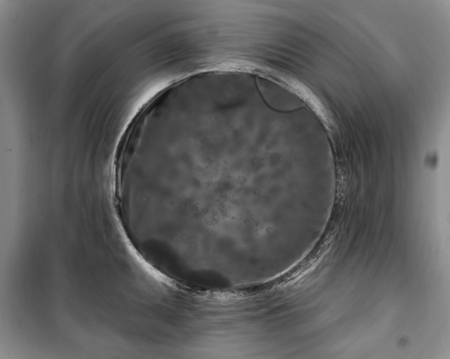 X0000100361095200806131009