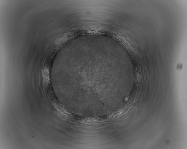 X0000100361106200806131009