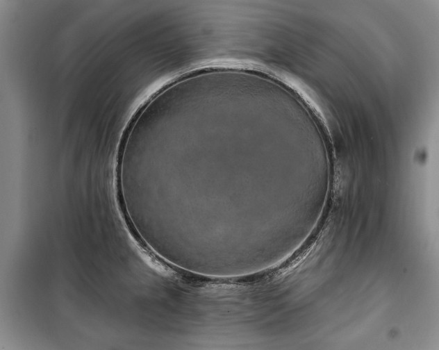 X0000100361237200806131008