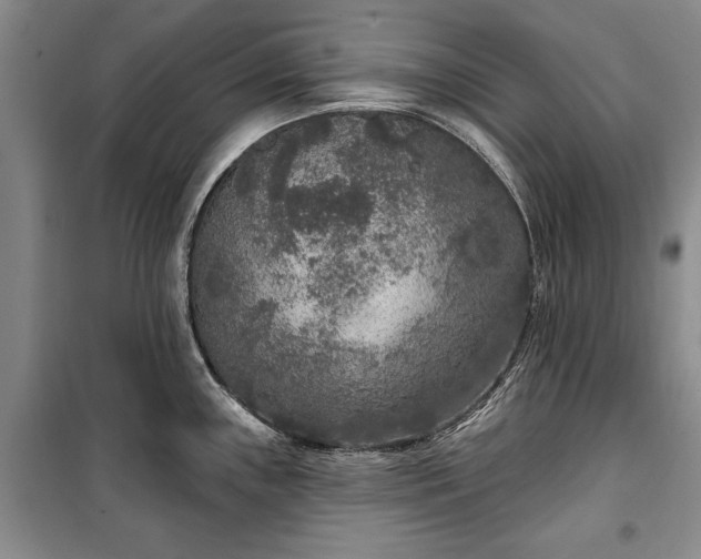 X0000100361243200806131008