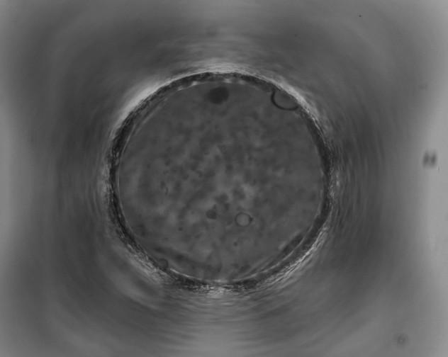 X0000100361263200806131007