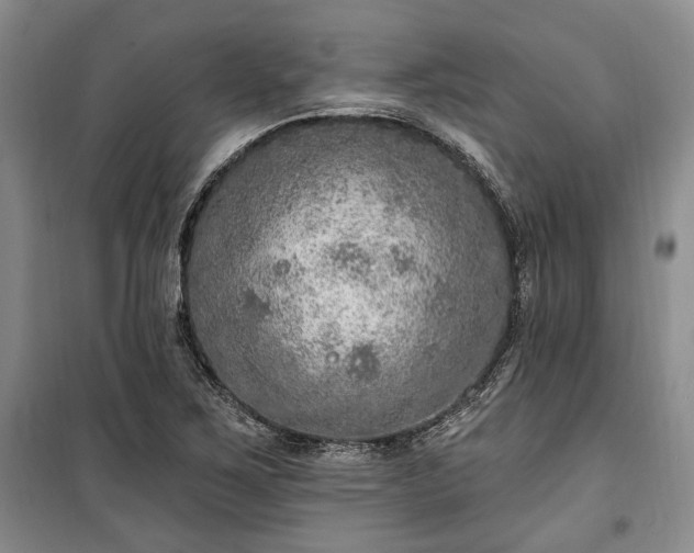 X0000100361267200806131007