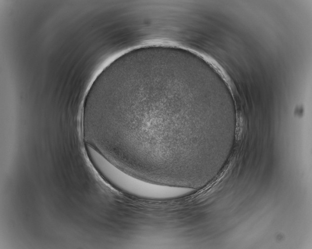 X0000100361295200806131006