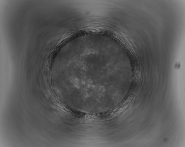 X0000100361297200806131006