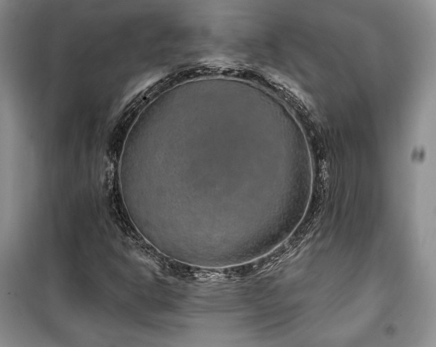 X0000100361302200806131006