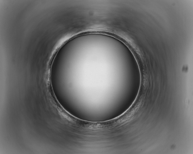 X0000100361366200806131005