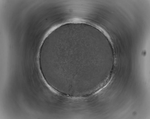 X0000100361429200806131005