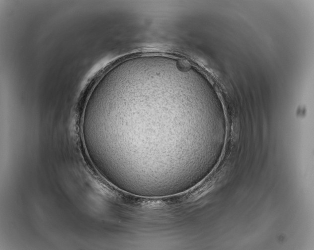 X0000100361454200806131004