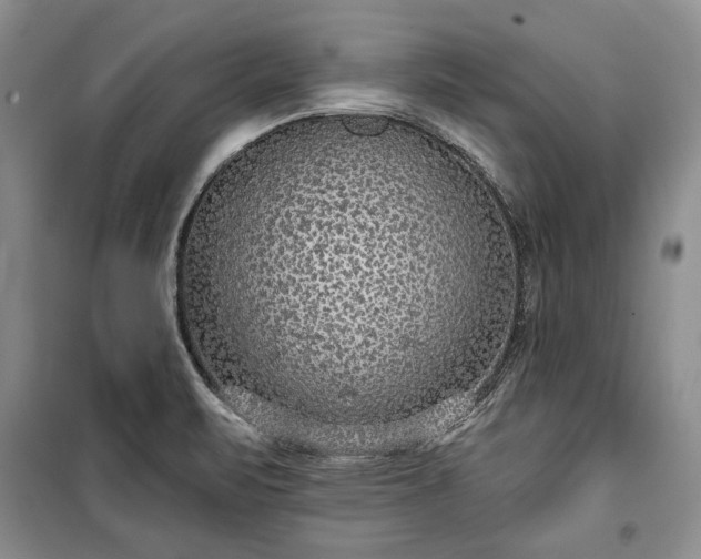 X0000100361471200806131004