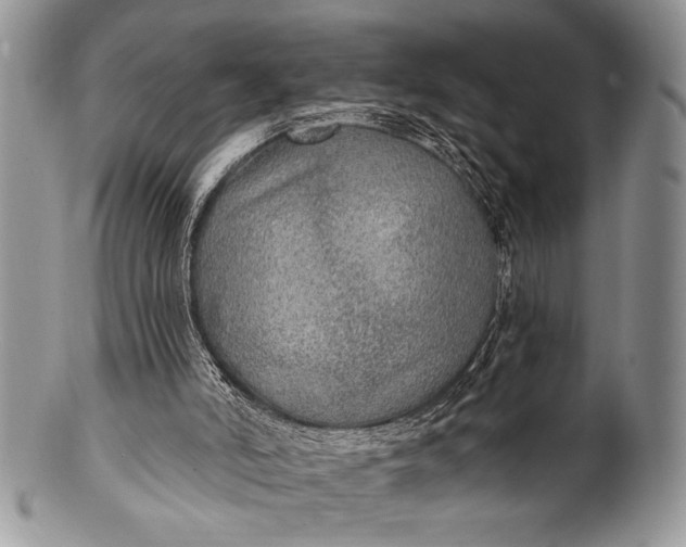 X0000100360006200806201615