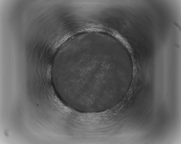 X0000100360009200806201615