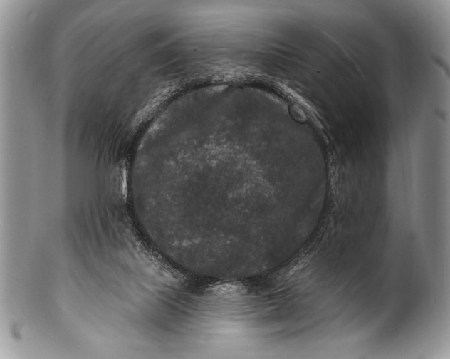 X0000100360067200806201614