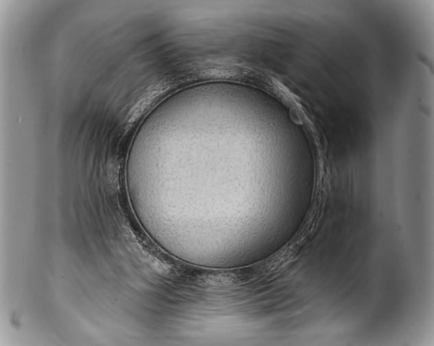 X0000100360106200806201613