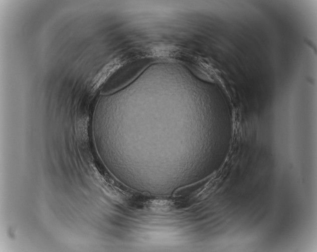 X0000100360154200806201612