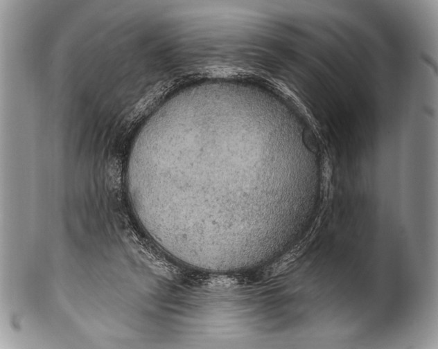 X0000100360257200806201611